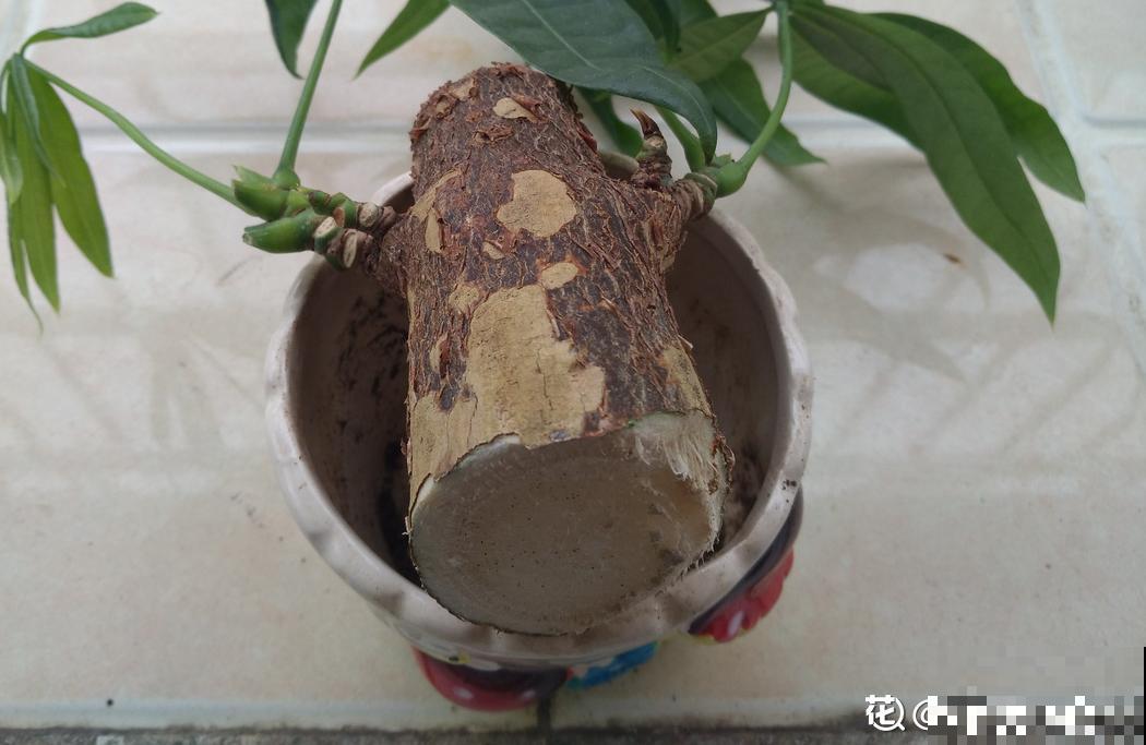 这么贵的花，老板都扔地上不要，赶紧捡回家！