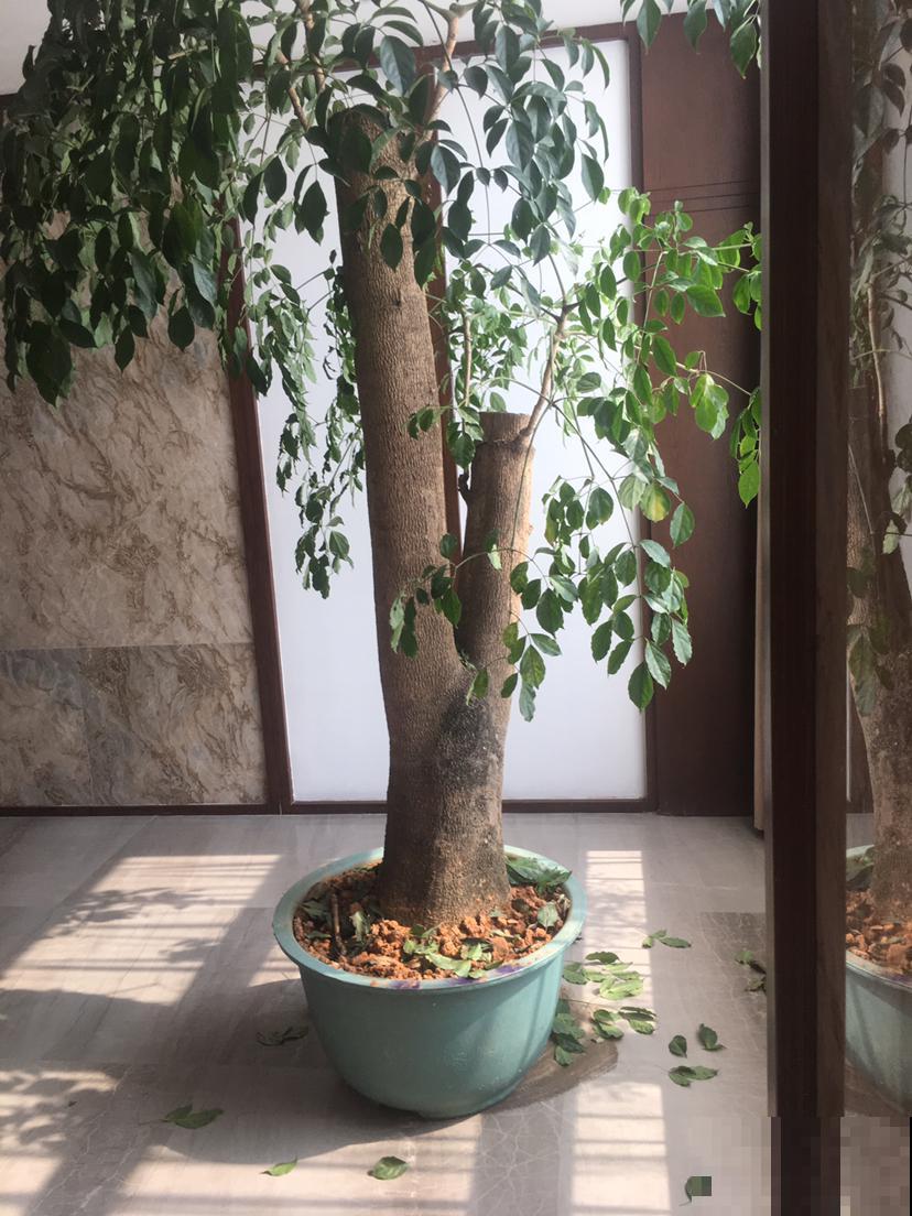 家里花一碰就掉，赶紧用这几个大招，否则过两天就变光杆司令