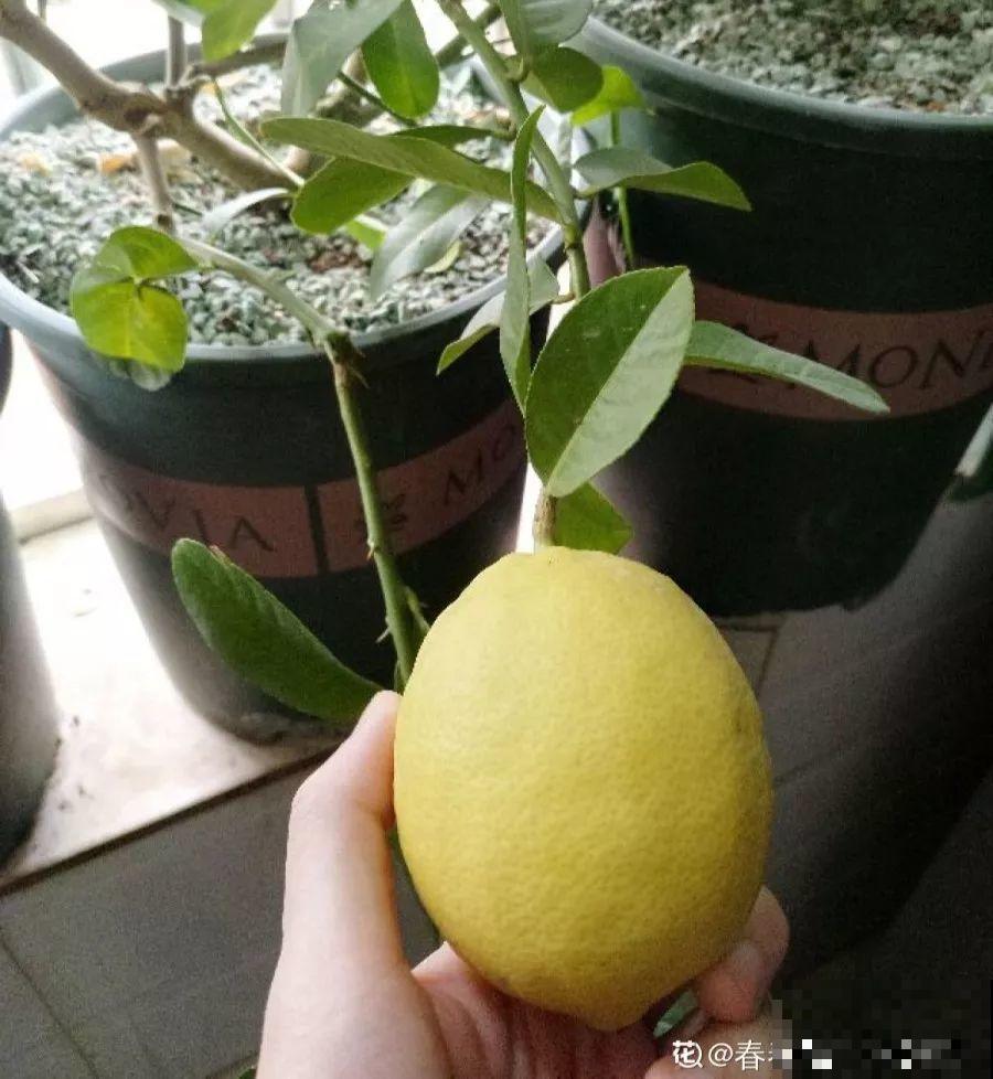 最适合冬天养的4种花，杀菌去异味，养一盆顶个空气净化器！