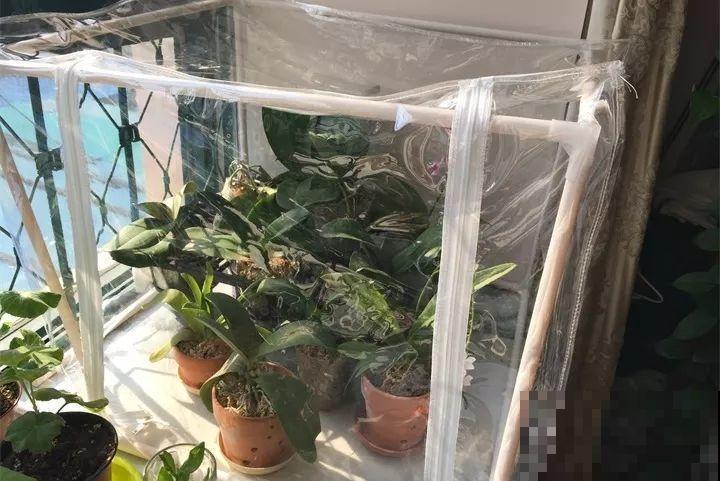 20种花最怕冷，一降温就黄叶，不做准备只剩空盆了！