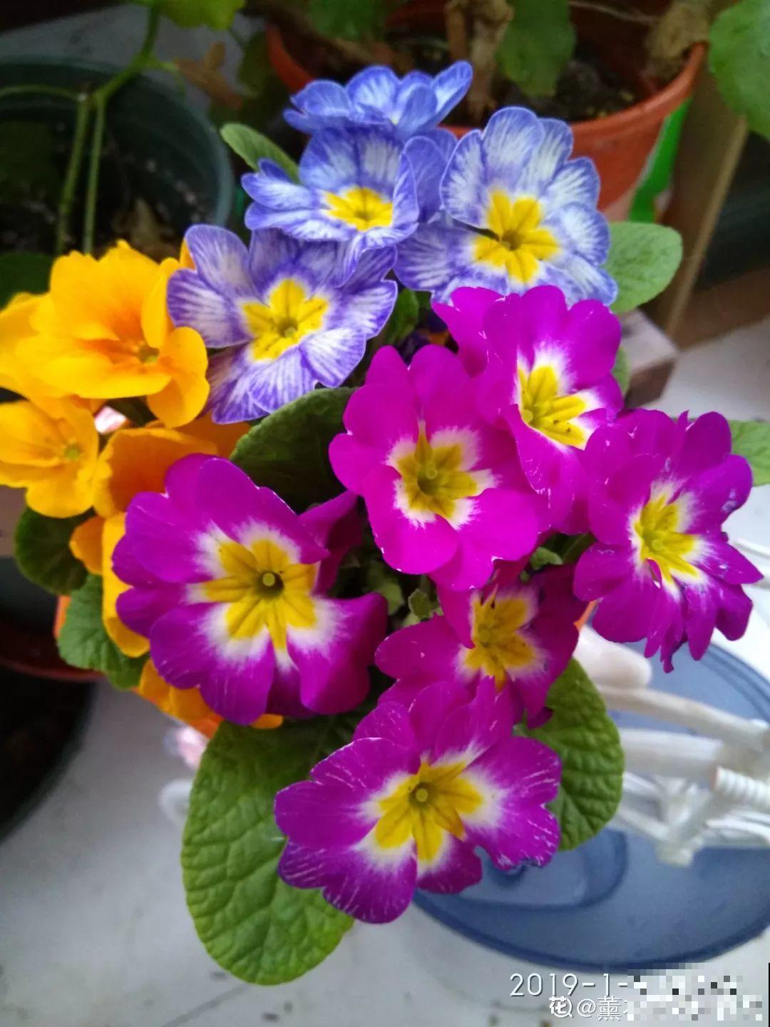 这花品种一年比一年多，五颜六色，新手照样也能养爆盆！