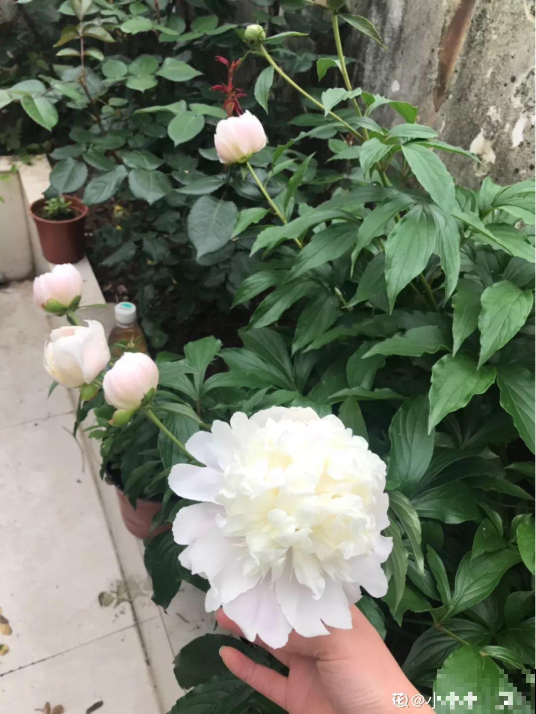 这7种花，冬天会假死，千万别丢垃圾桶！