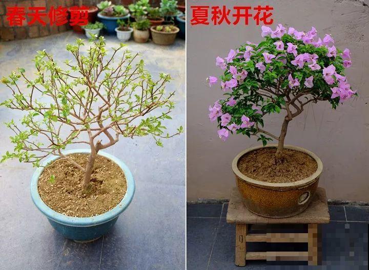 最受欢迎的花，修修剪剪，立马就变的不一样了