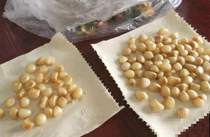 养这花真赚钱，一年能生3麻袋，邻居朋友抢着要！
