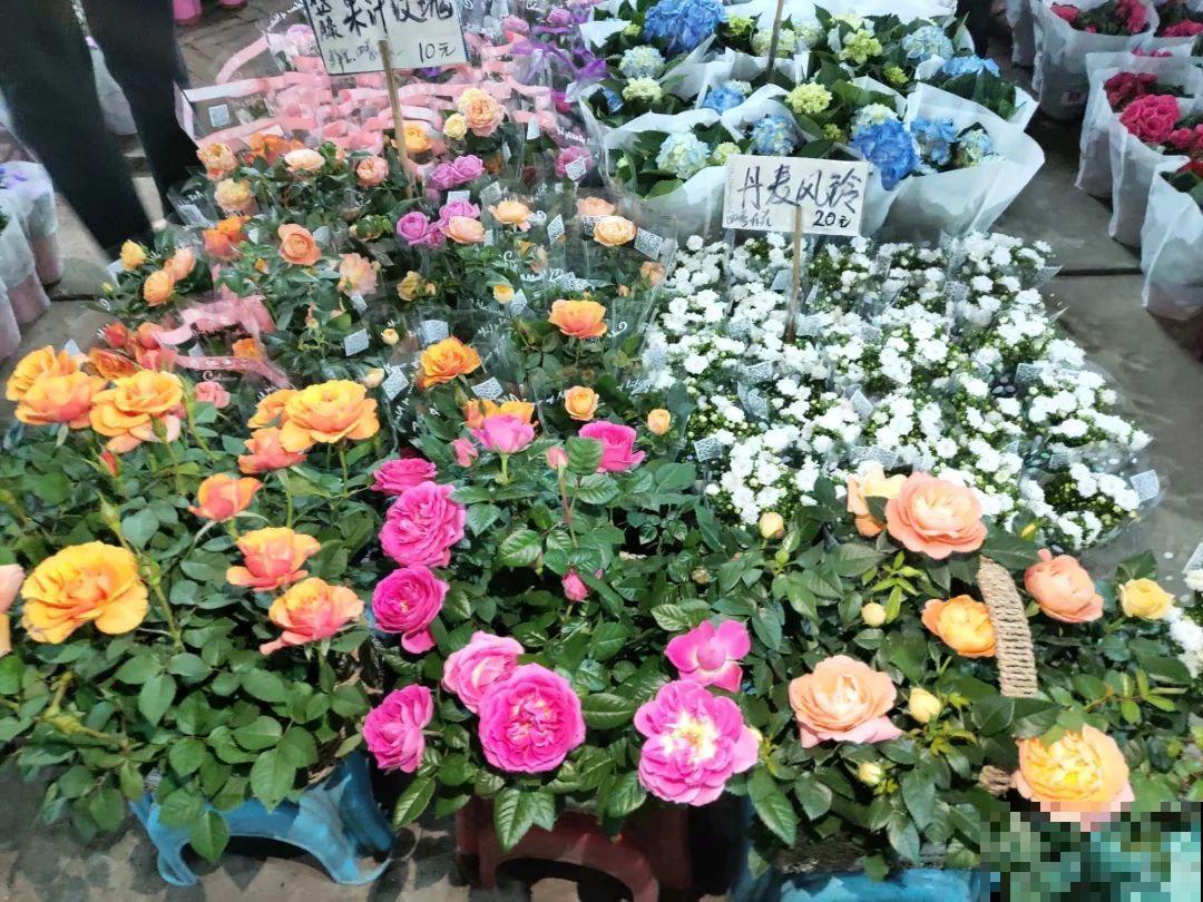 12月逛花市，这花好看又好养，遇到赶紧抱回家！