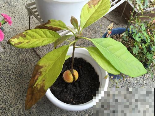 牛油果超市卖得很贵，吃剩的核埋土里，很快长成小树苗！