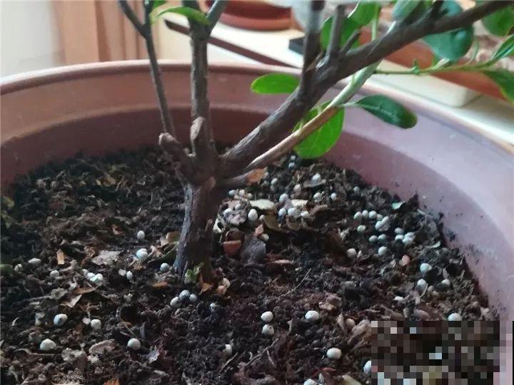 都说这花难养，10年不换盆，年年开花成宝贝！