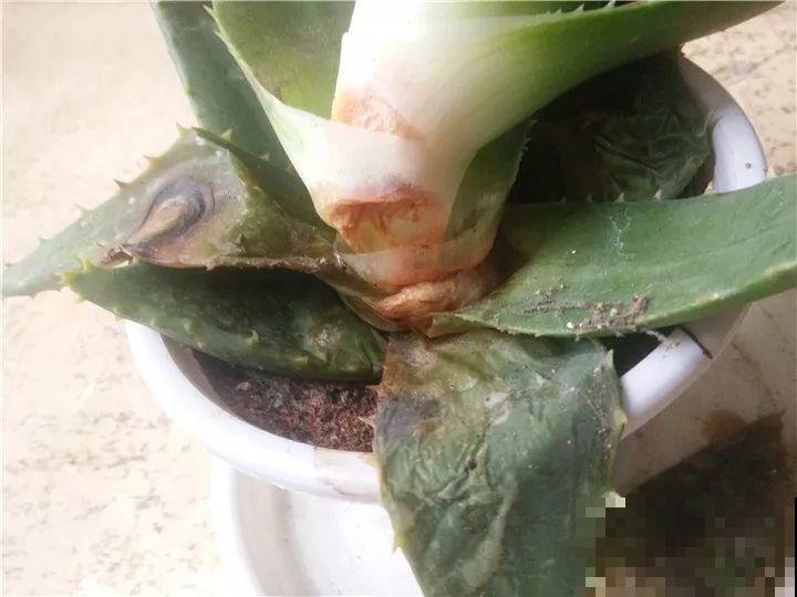 10种花，冬天切记管住手，小心浇完水就掉叶子！