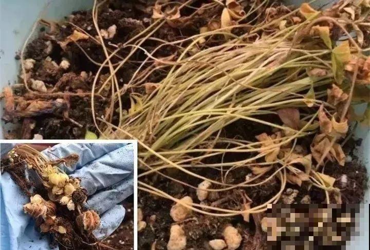 养这花真赚钱，一年能生3麻袋，邻居朋友抢着要！