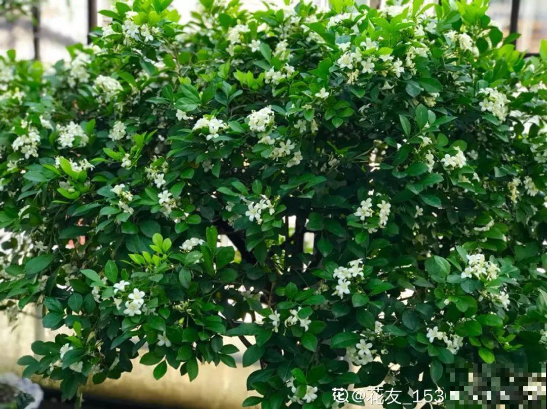 这花最适合用来做盆景，造型剪好了，身价能翻好几倍！