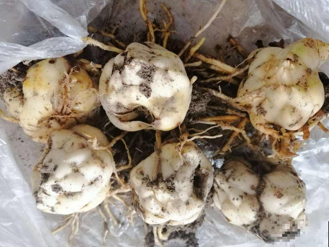 这花简直就是“爆球机器”，今年种1个，明年收一堆，赚大了