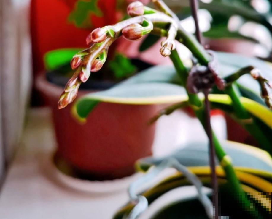 冬季适合养的3种植物，懒人花卉，就能生长爆盆！