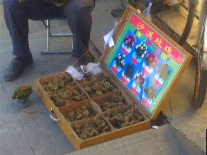 看见这花可别买，忍住，小心被忽悠，花钱买气受！