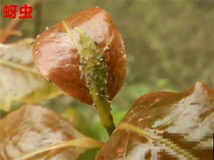 这花想要冬天开，就得狠心剪两刀，满树红花惹人爱！