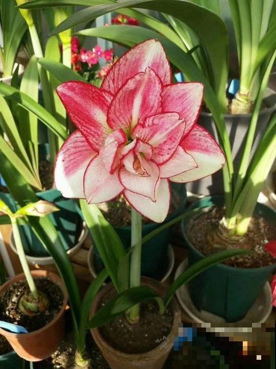 冬天最香艳的花就属它，开一朵堪比俩巴掌大，花纹美得像艺术品！