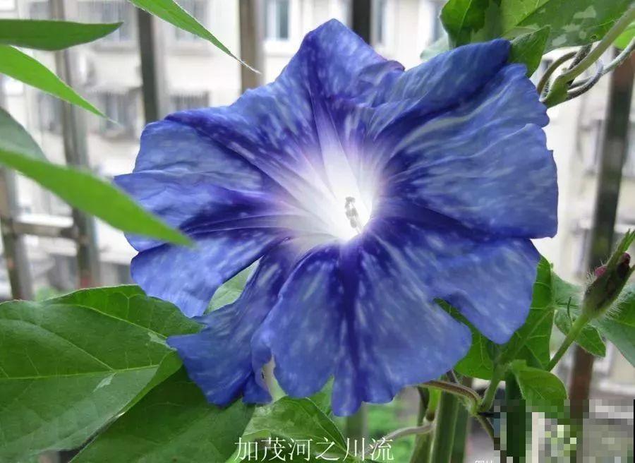 1米宽的防盗窗，挤满99盆花，掐一把开一片！