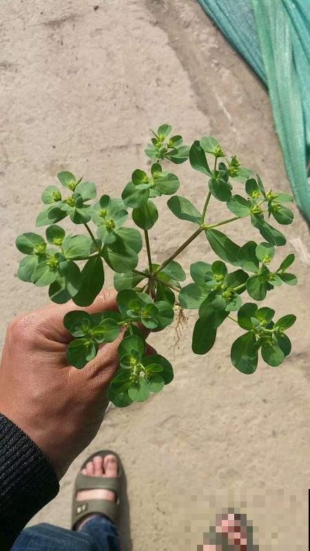 野外看见这野草千万别随便碰，否则皮肤疼痛难忍，可别怪没人提醒
