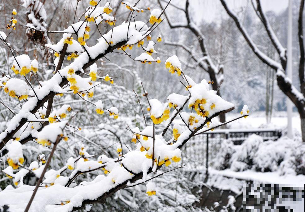 什么，腊梅居然不是梅花？这么多年都认错了！