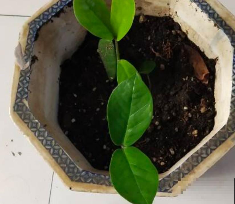 这花寓意极好，每年换盆的时候，总能分生出一圈小土豆！