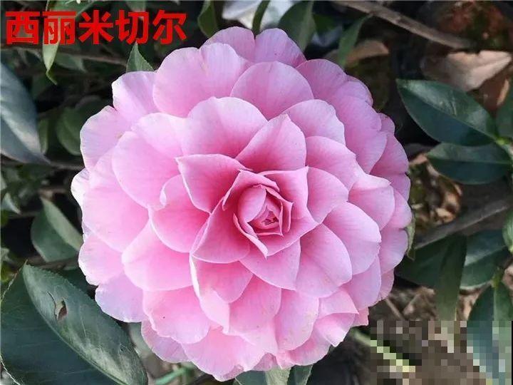这花想要冬天开，就得狠心剪两刀，满树红花惹人爱！