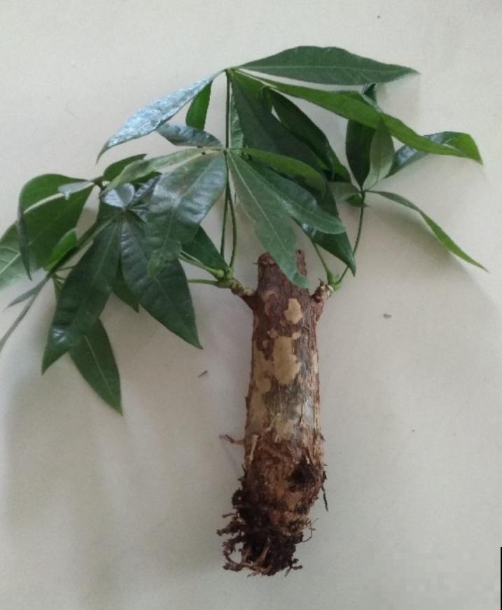 这么贵的花，老板都扔地上不要，赶紧捡回家！