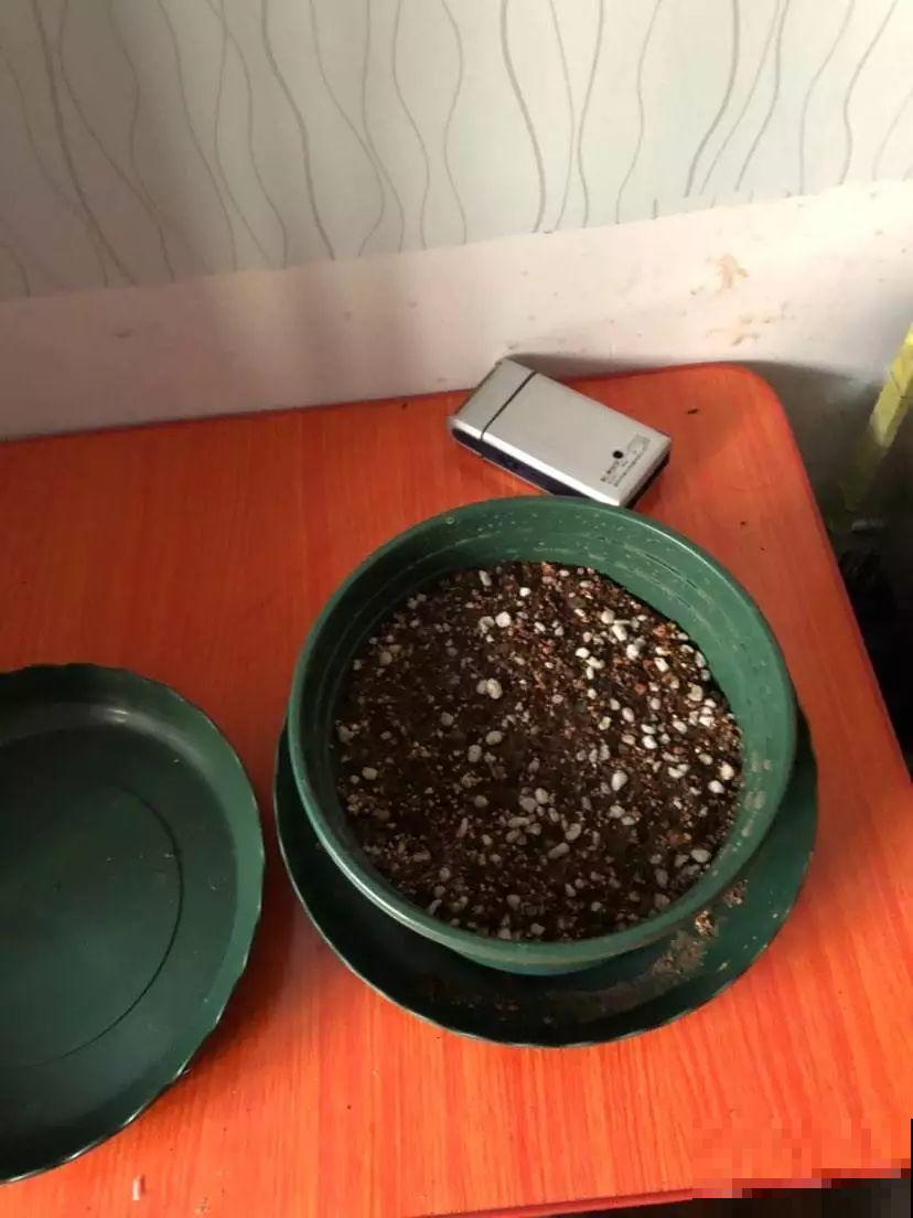 这花爱晒太阳，越晒叶子越卷，像弹簧一样超级可爱！