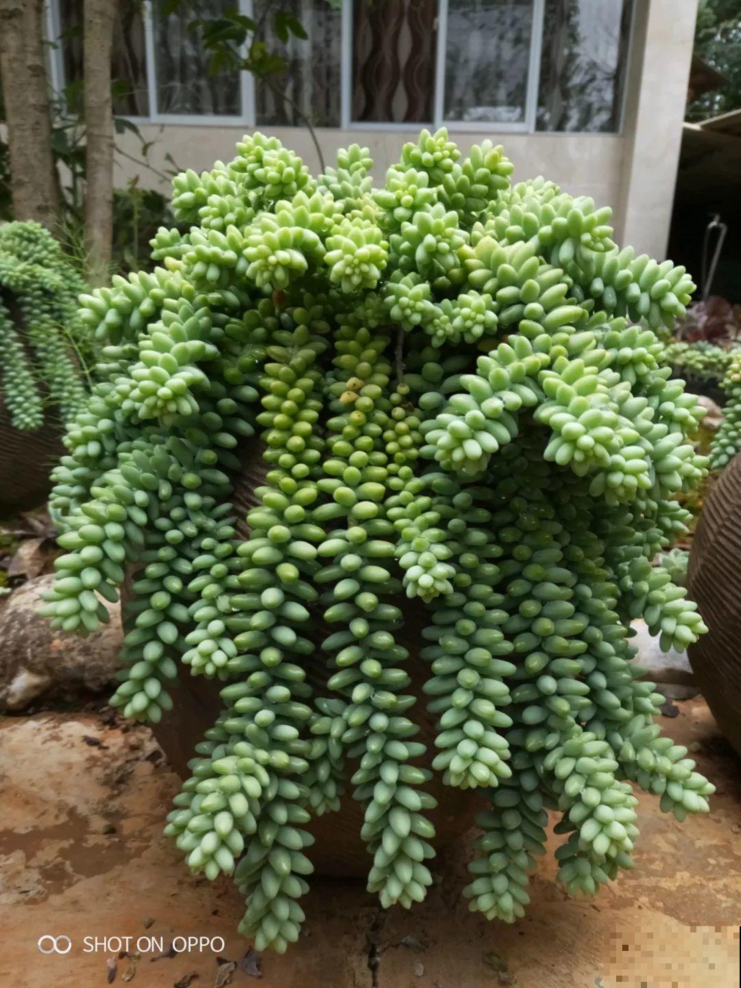 这花3年都没换盆，稍微搬一下，撒的满地都是！