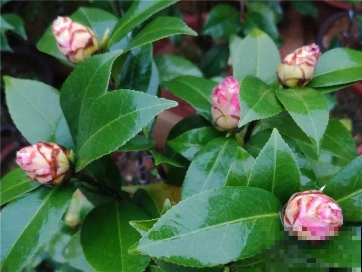 这花想要冬天开，就得狠心剪两刀，满树红花惹人爱！