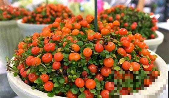 这花满盆果实像假花，买两盆摆家门口，楼道邻居个个眼馋！