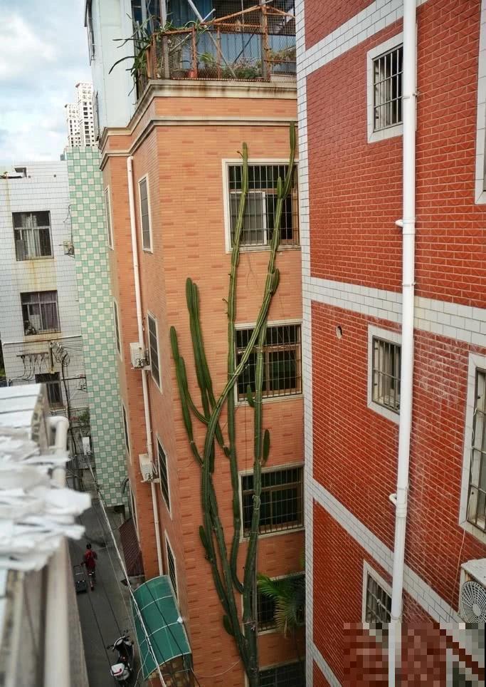 老家一棵仙人掌，长得比2层楼还高，开花满树金黄！