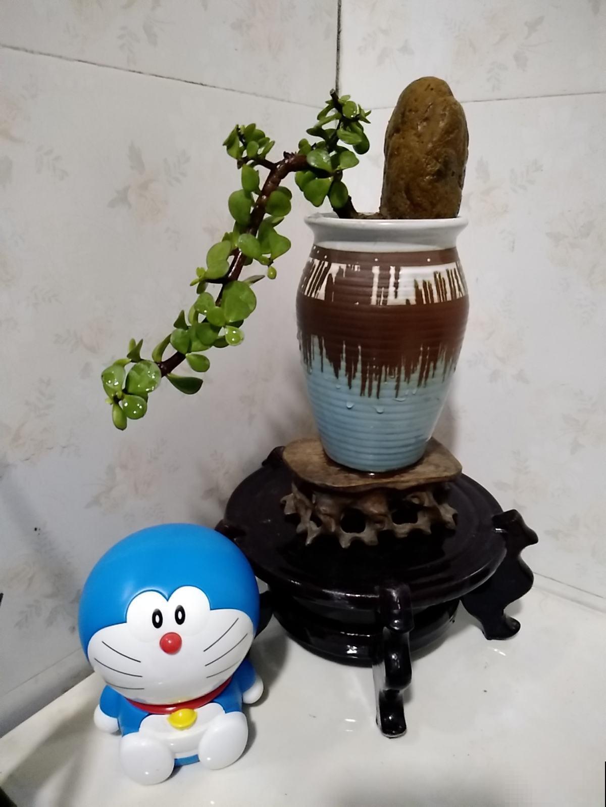 5种花特招财，家里养1盆、旺家又招财，日子越过越好！
