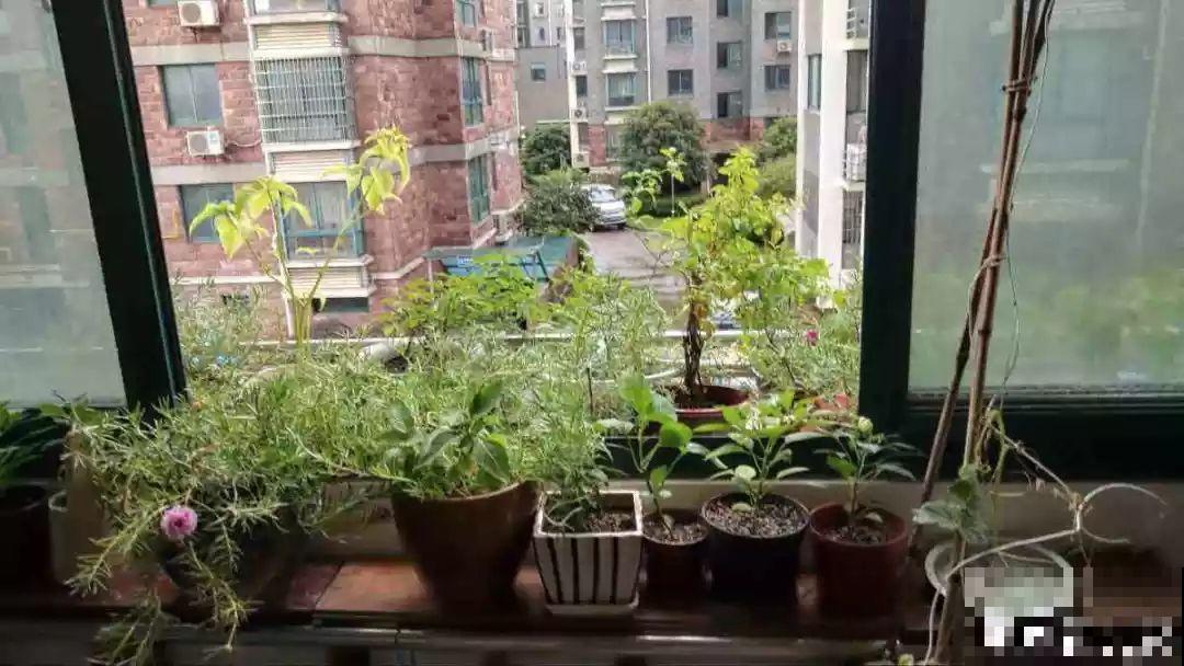 阳台再小也不怕，跟她学一招，把花挂起来养，不占地还好看！