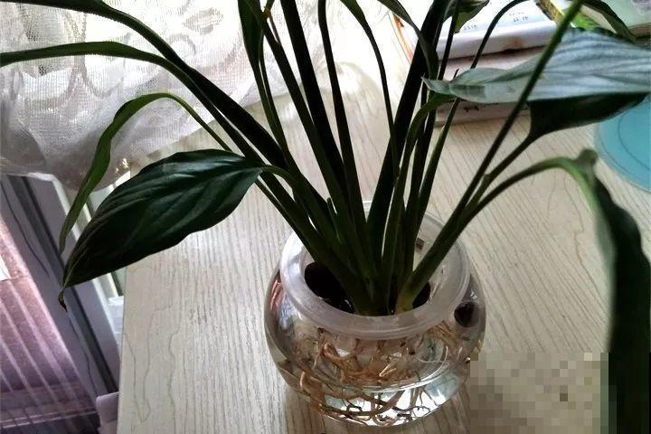 这6种养花宝贝家家有，用对了，杀虫还能防烂根！