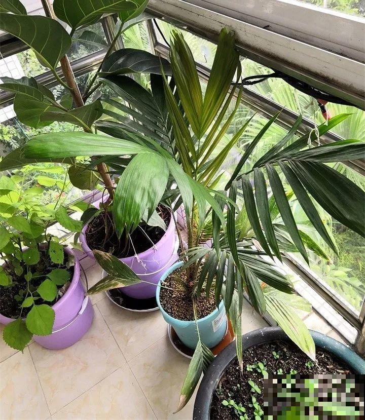 5块钱的水果埋土里，半年养成守家树，邻居都想花钱买！