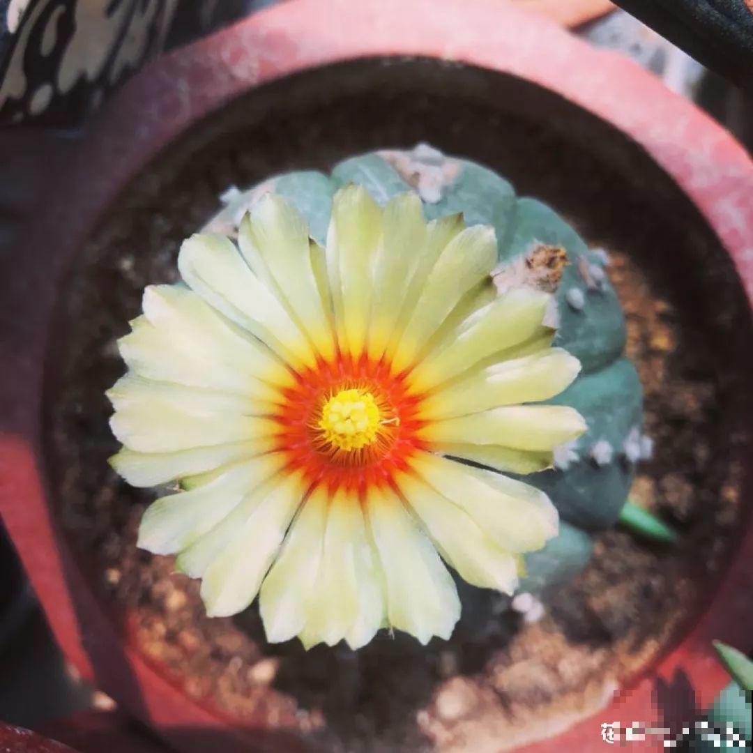 平时没人要的花，开出5朵超大花，邻居全都抢着要！