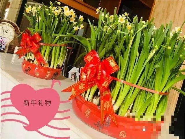 他家的蟹爪兰，一到冬天开成大花树，到底喂了啥好东西！