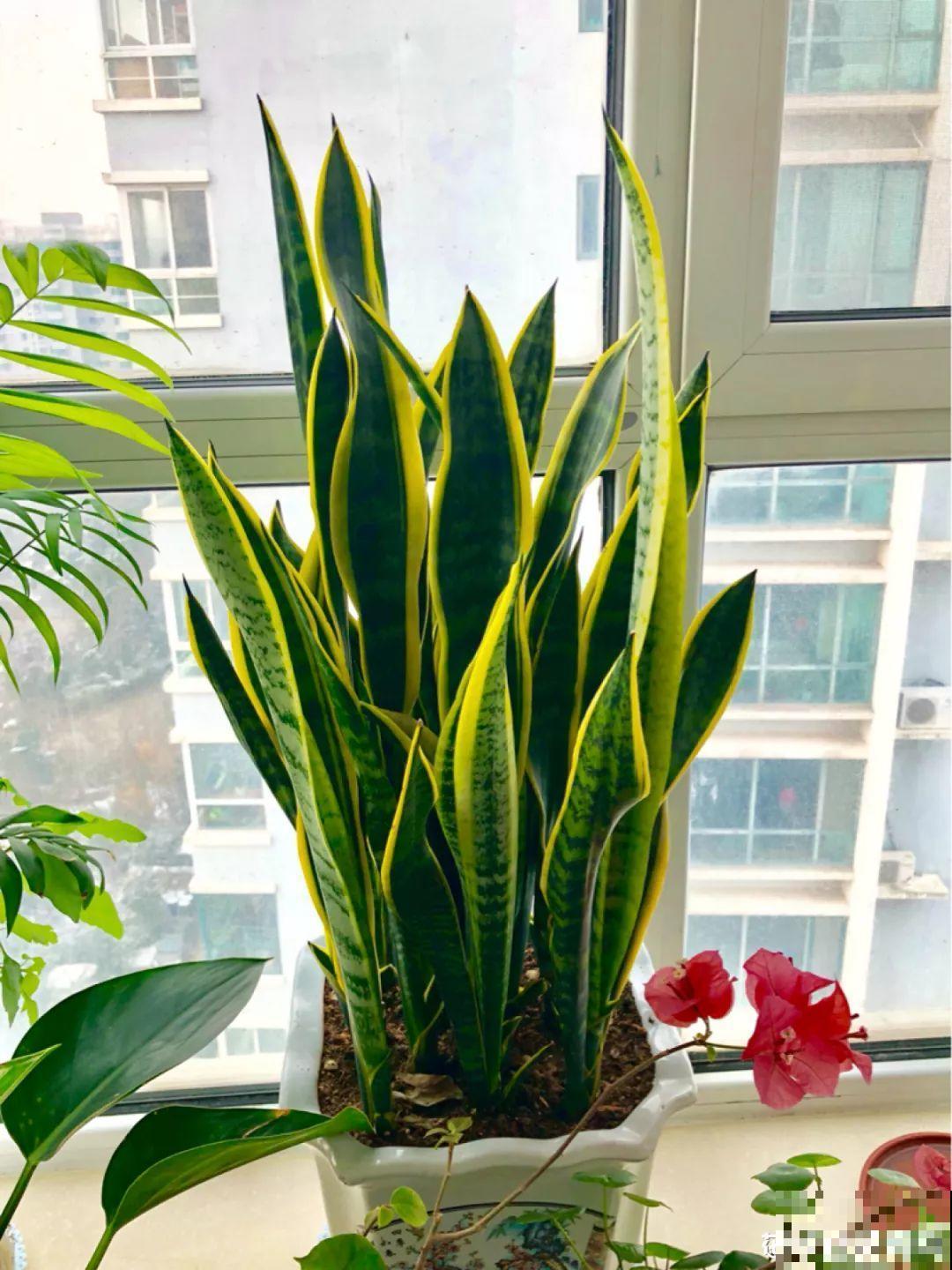 室内养花太难？记住这5点，啥花都能养得好！