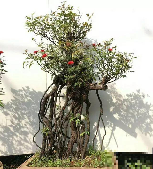 这花最适合用来做盆景，造型剪好了，身价能翻好几倍！