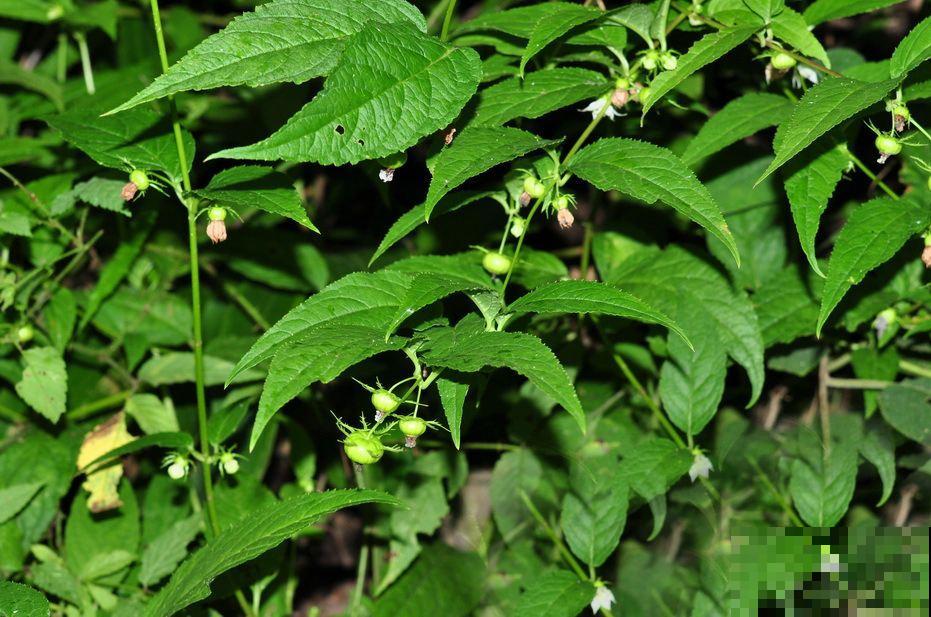 这植物结的果子挺吓人，实际全株都有大用处，好多人上山挖来卖