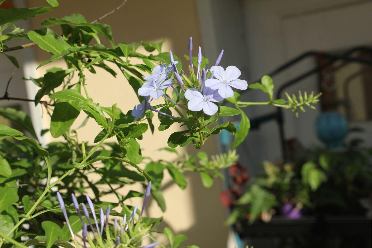 这两种花，一年能开200天，窗台小也能开成花海