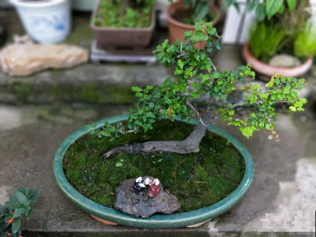 想养好花，就得付出劳动，从开花到结果，无一不是美的！