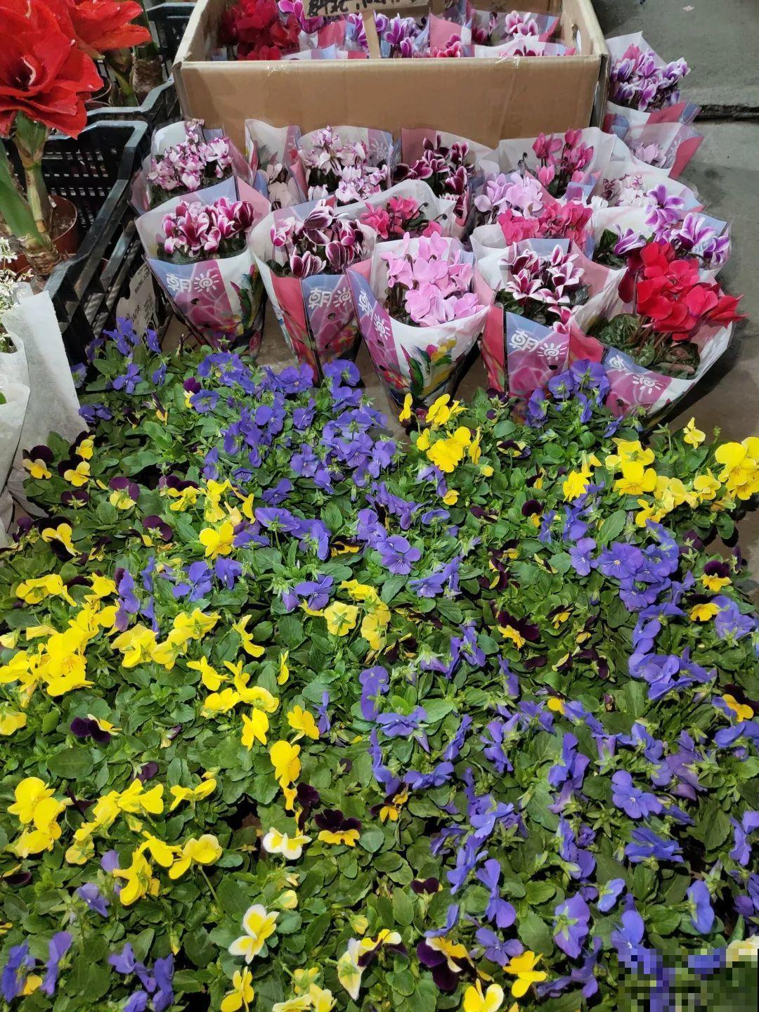 12月逛花市，这花好看又好养，遇到赶紧抱回家！