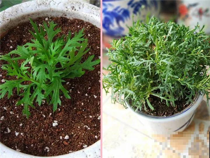 10种花，现在就得赶紧剪，不然熬不过冬天！