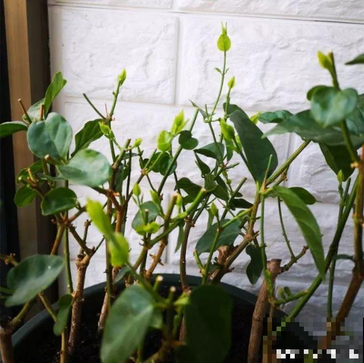 这花不能养太老，越老越不爱开花，最后变成木疙瘩！