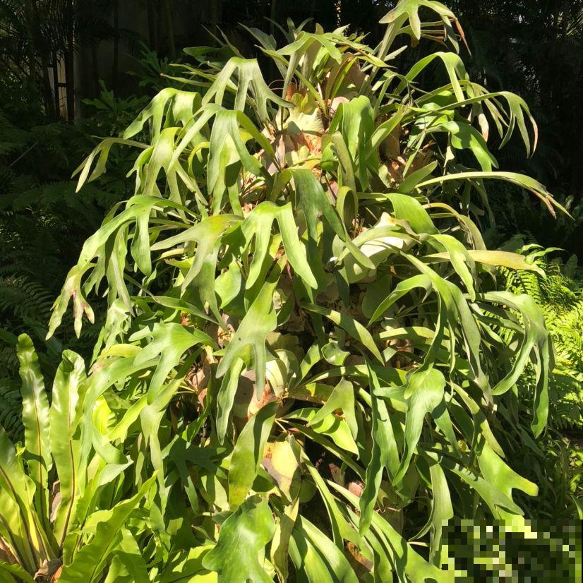 今年特流行的网红花，最适合北阳台，你家养了哪几种