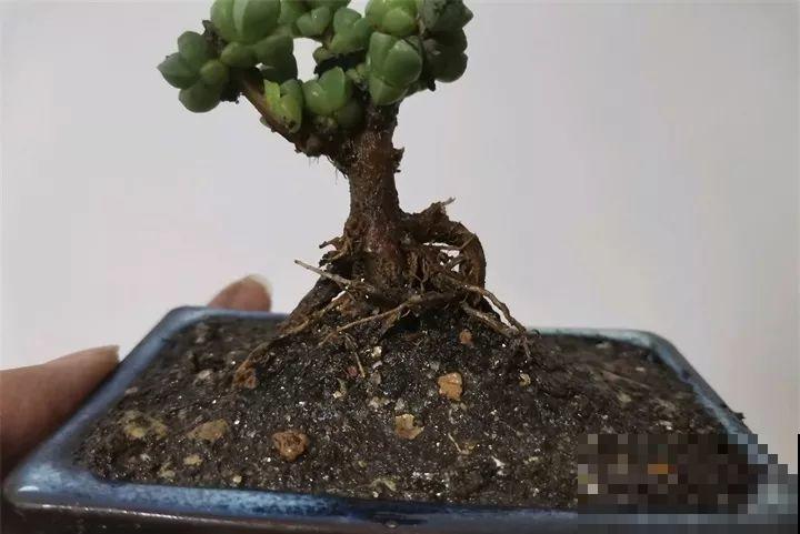 这4种花，把根拎出来养一年，身价立马翻倍涨！
