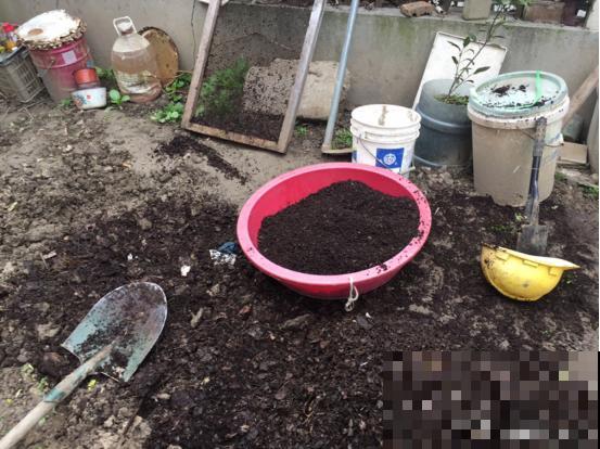 满地落叶都是宝，赶紧装一麻袋，给花用了长得旺！