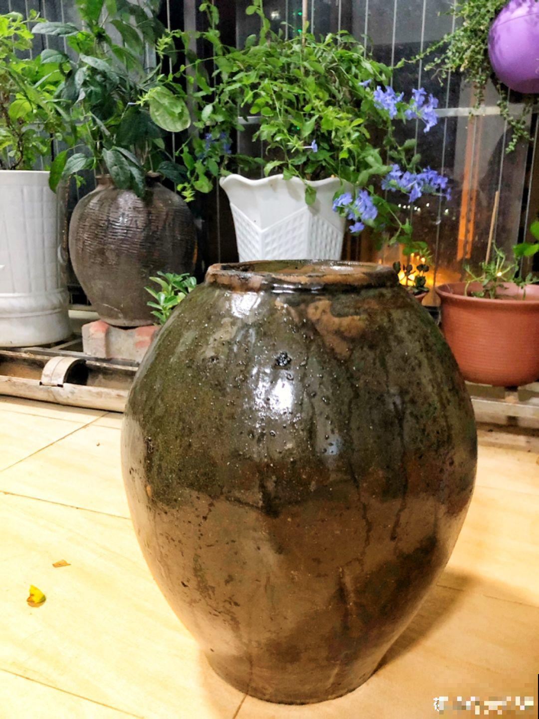 他用菜坛子养多肉，1分不花又好看，个个壮得像白菜！