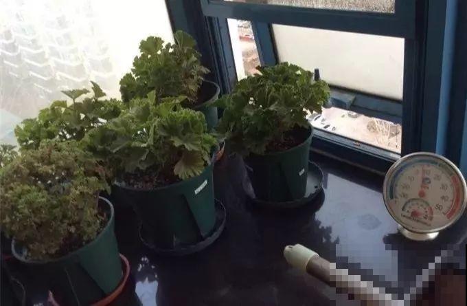 12月扦插这种花，成活率超高，大白根呼呼冒！