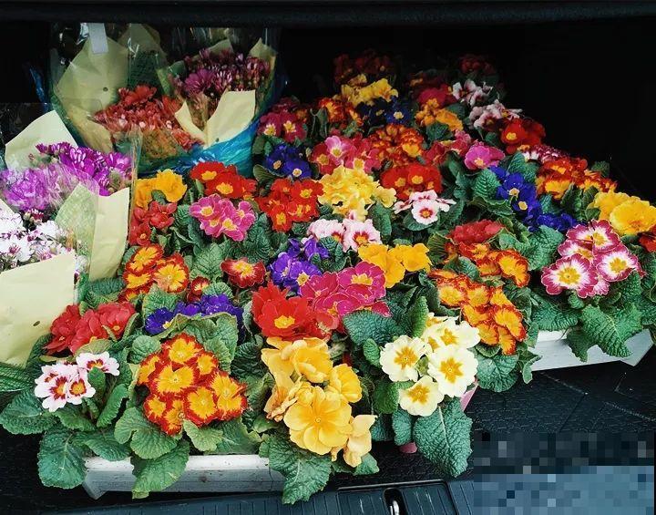 20种花再冷也不怕，过年正好开花，现在养还来得及！